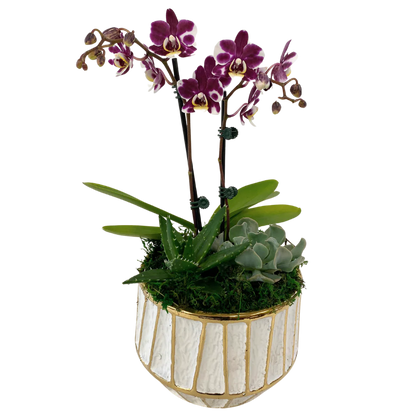 White Gold Strip Orchid and Succulent planter