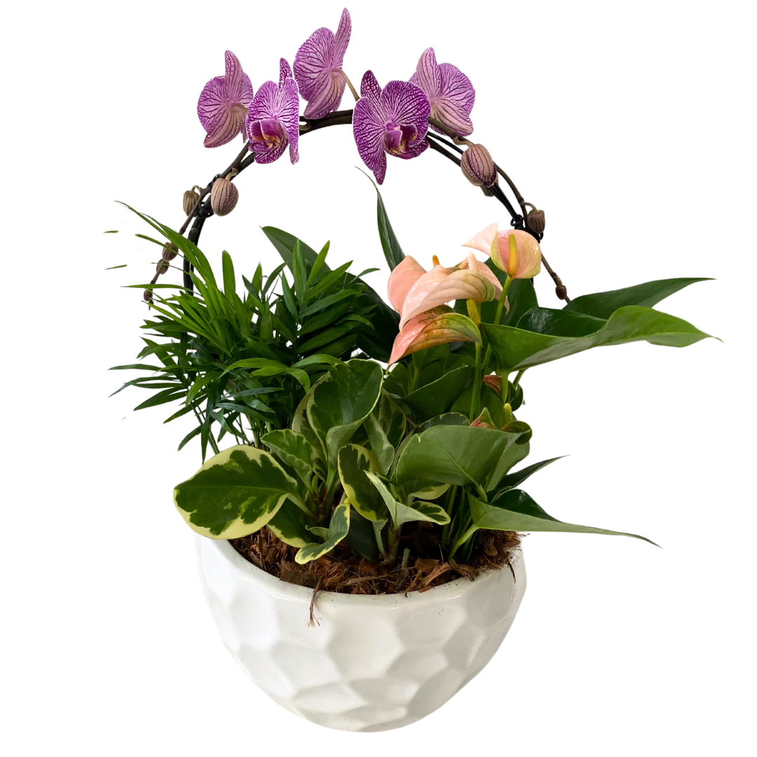 XL Luna Orchid Planter