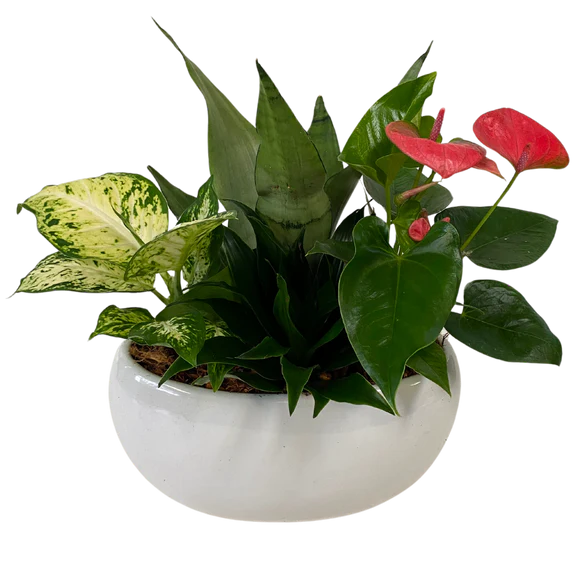 XL White Tropical Oval Planter Terra Plants and Flowers