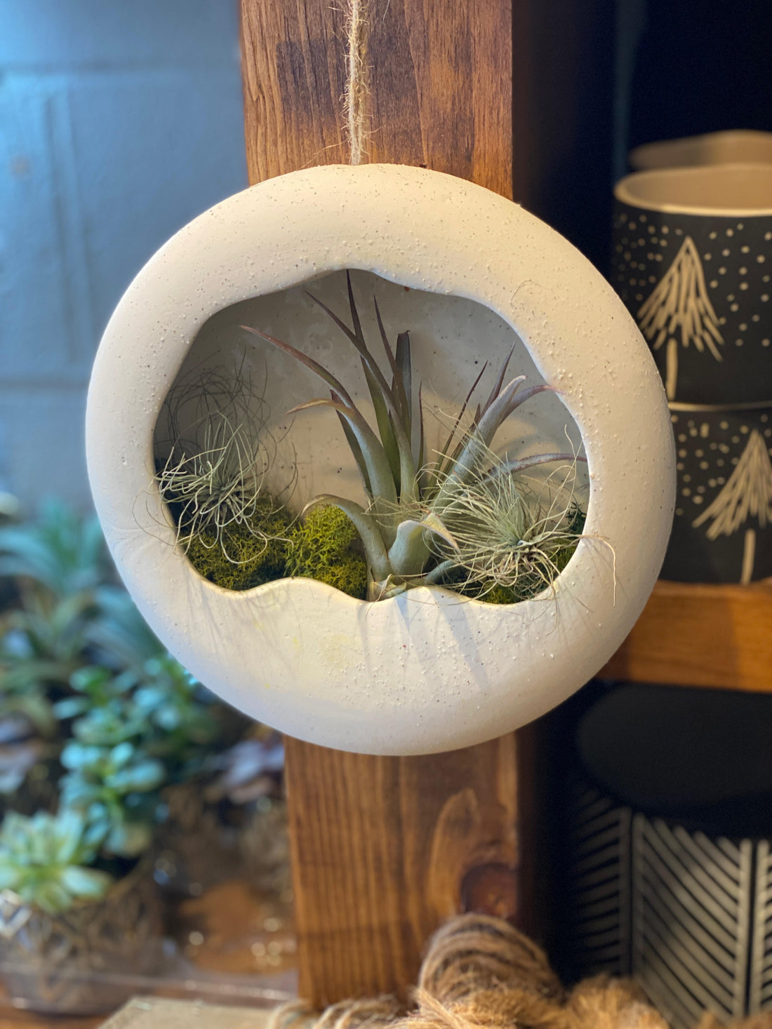 Airplants