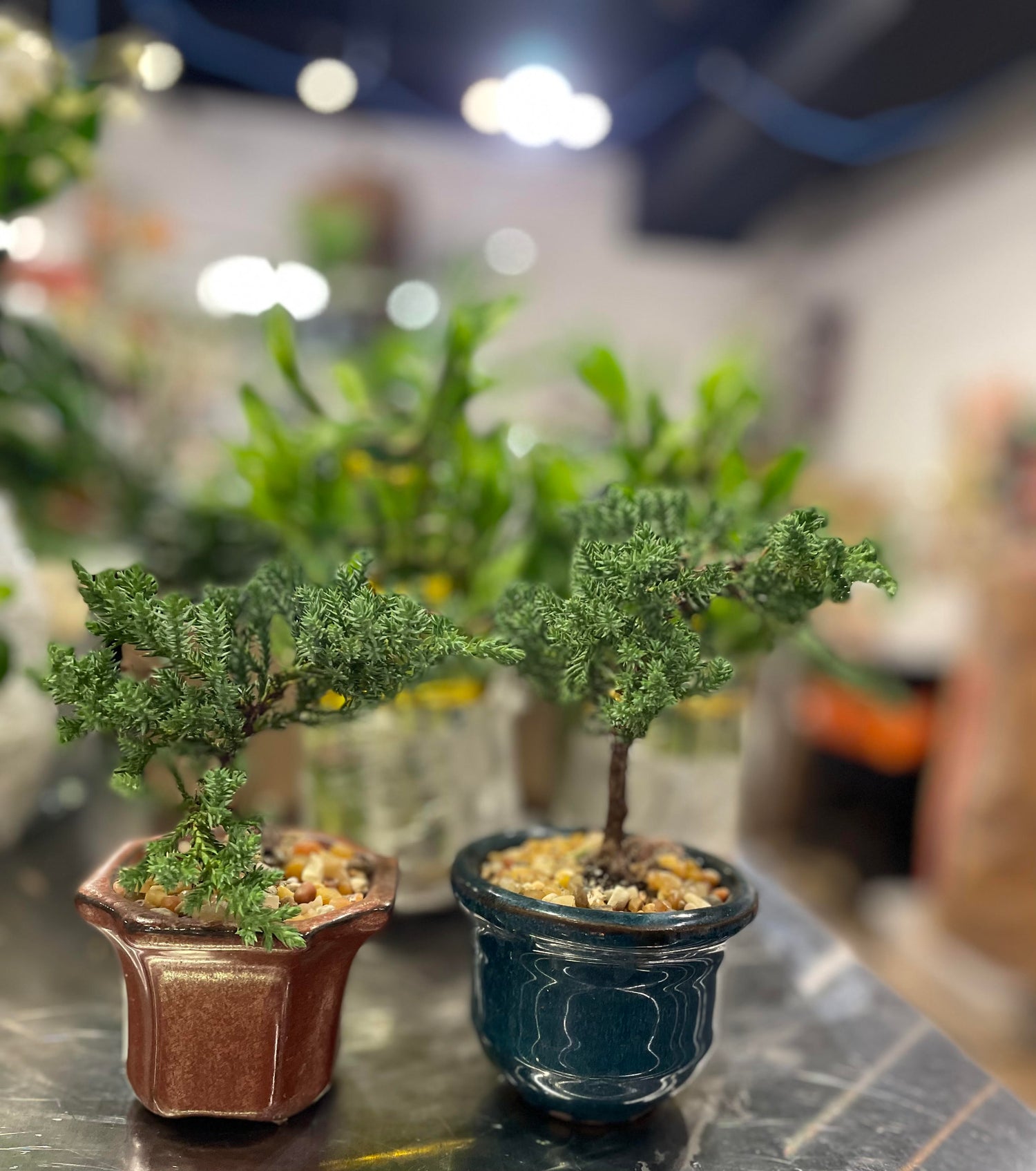 3" Bonsai in Ceramic Pot
