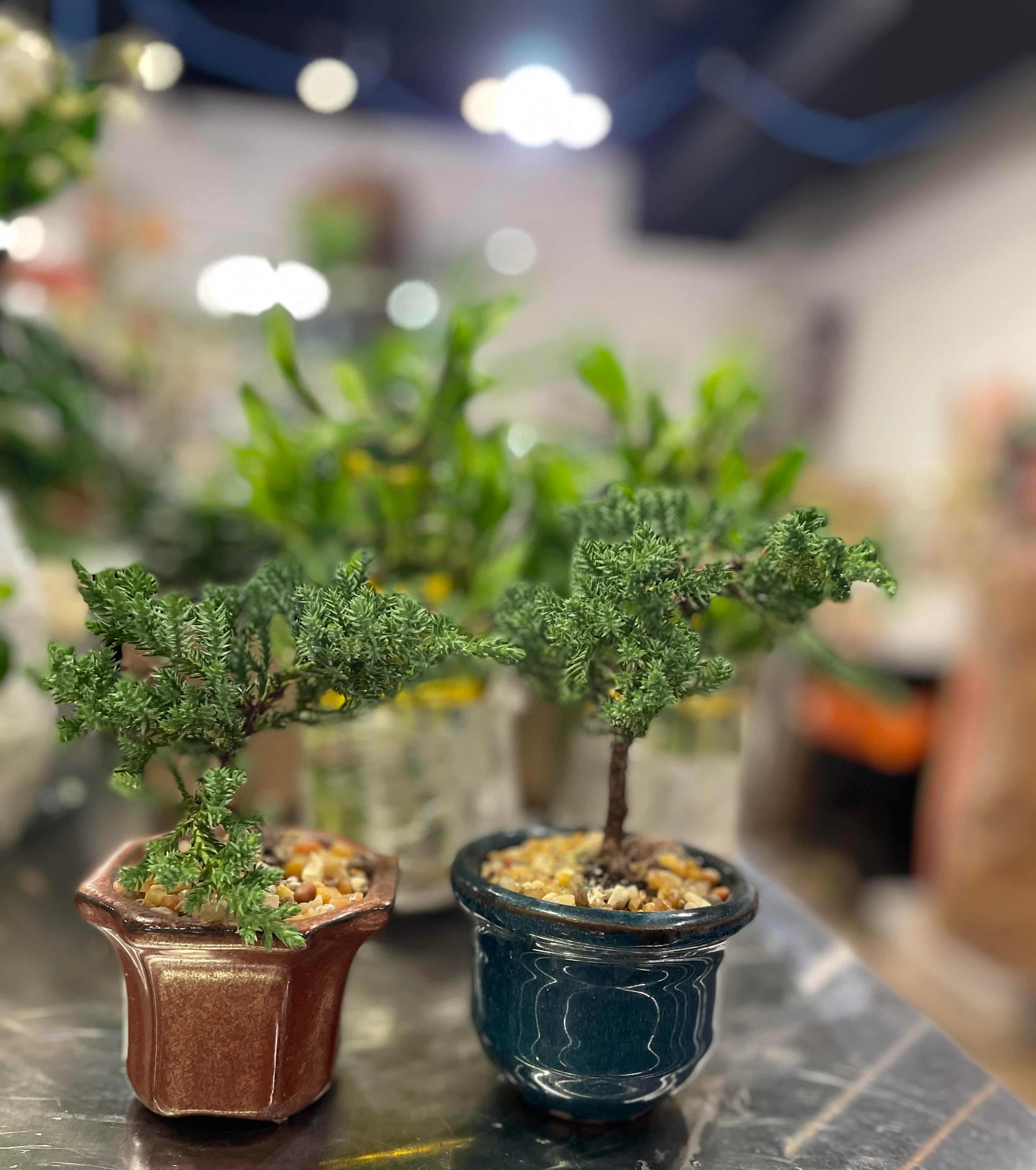 3" Bonsai in Ceramic Pot
