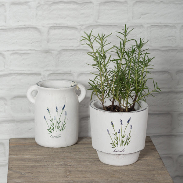 Lavender on Small White Pot