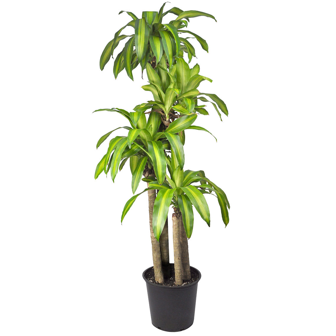 Dracaena Massangeana