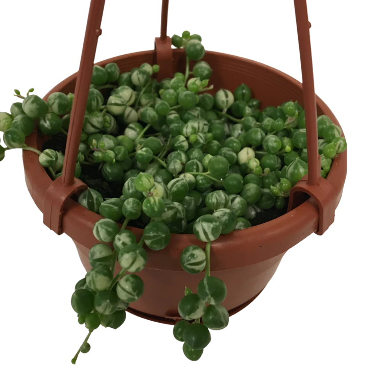 String of Pearl (Variegated)