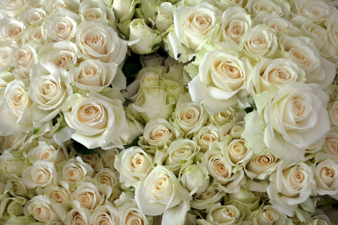 White Roses