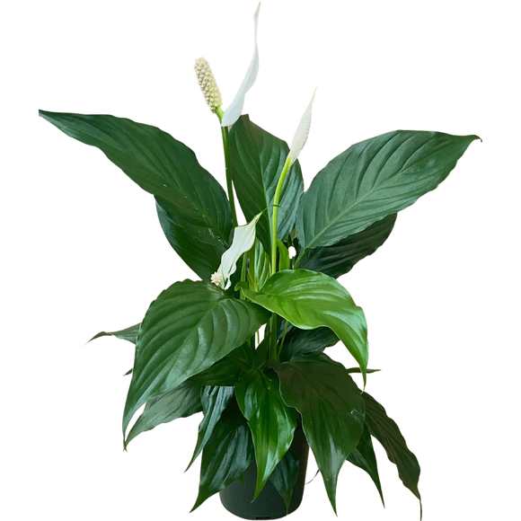 Peace Lily Plants (Various Sizes)
