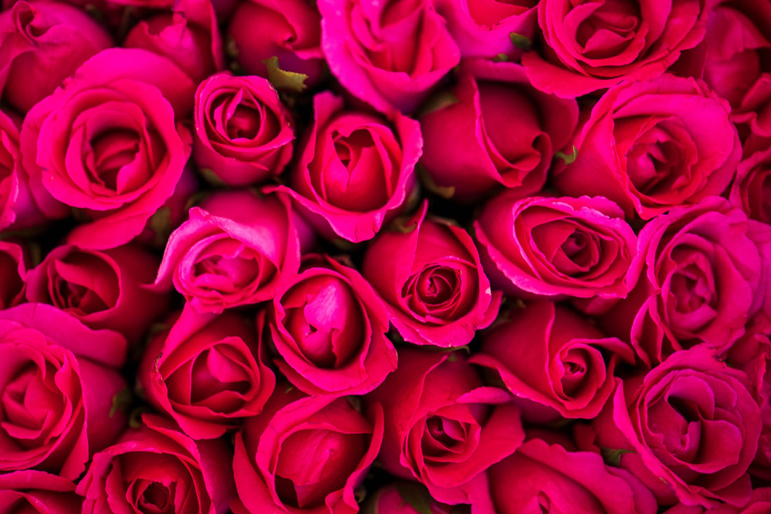 Hot Pink Roses