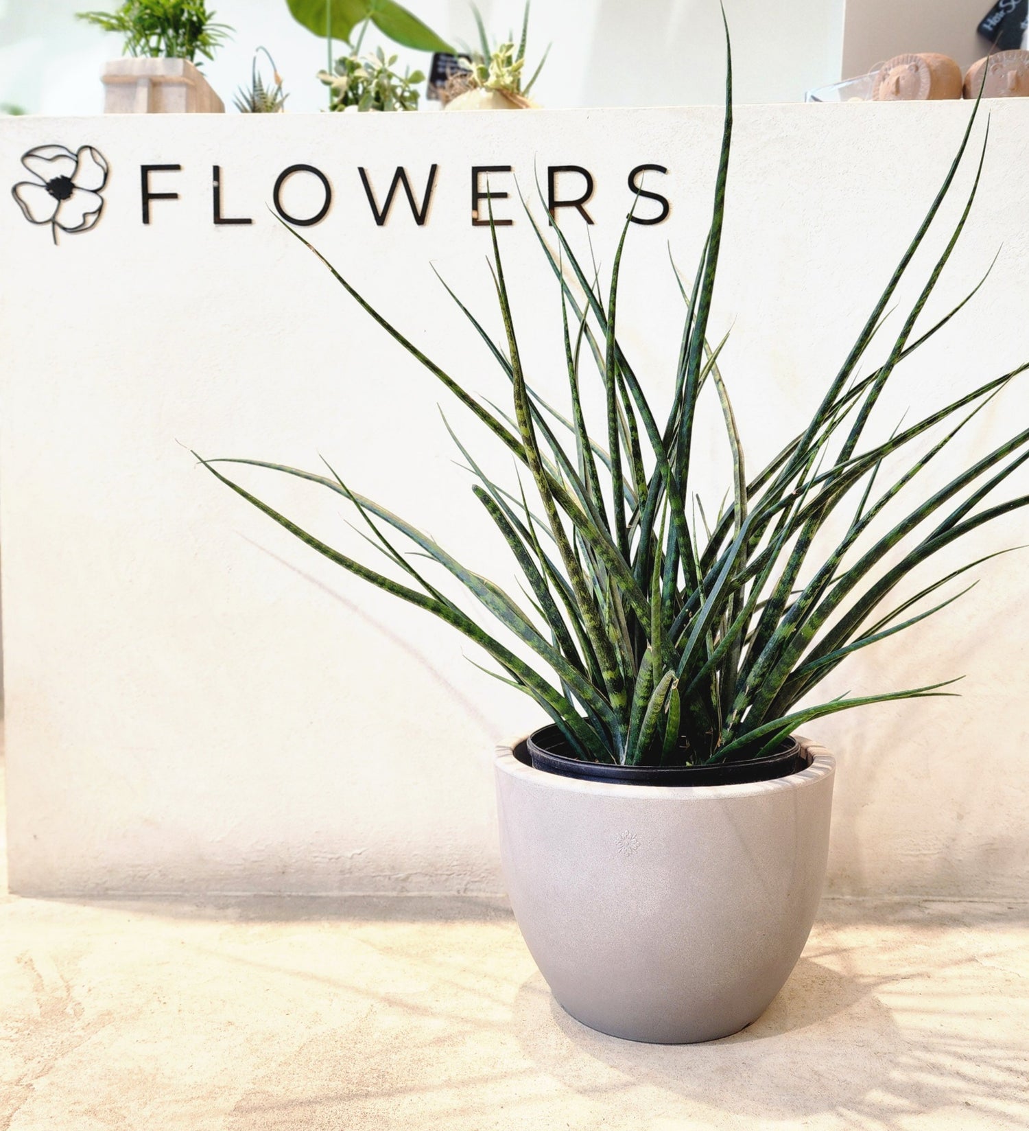 Sansevieria Fernwood
