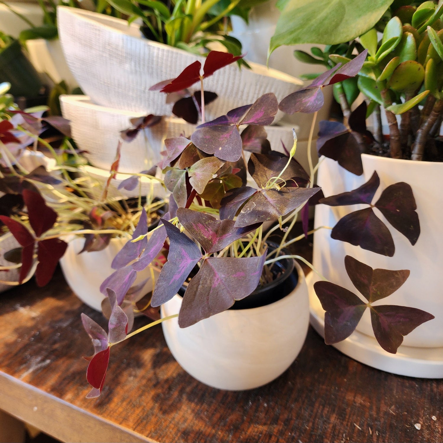 4" Oxalis Shamrock