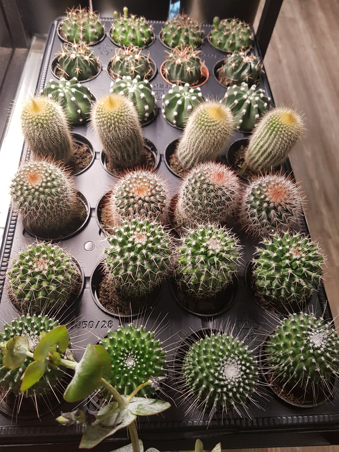 2.5" cactus