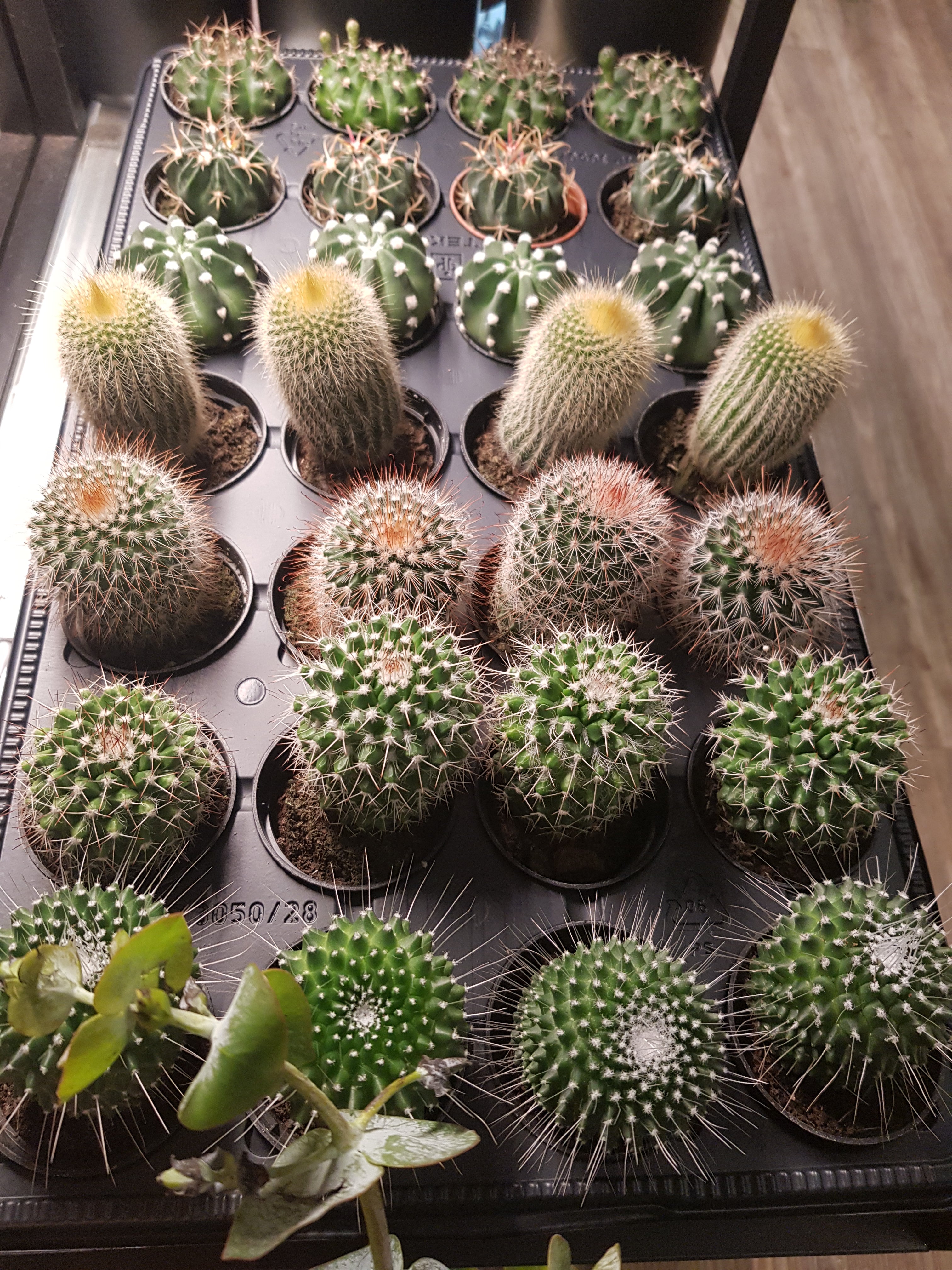 2.5" cactus
