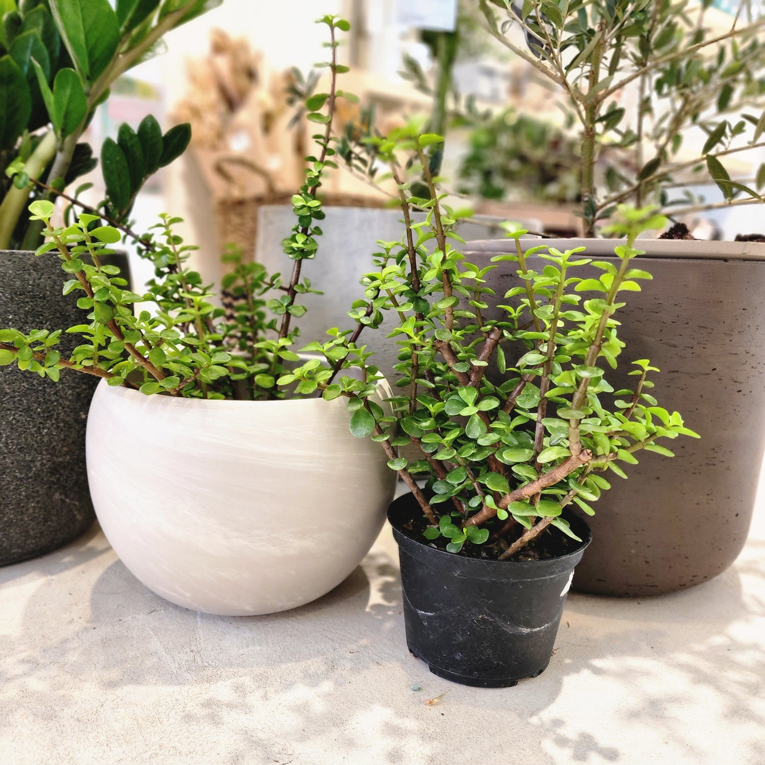 6" Portulacaria Afra Tree Jade (Bonsai)