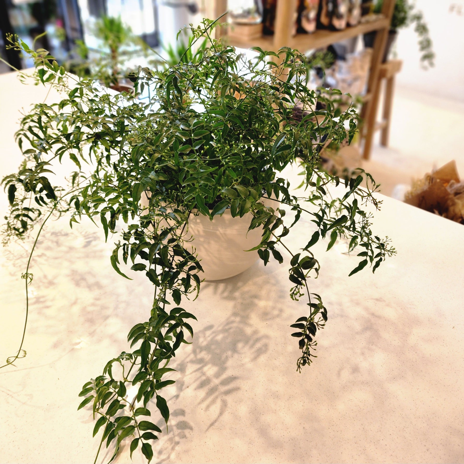 10" Jasmine Officinale plant