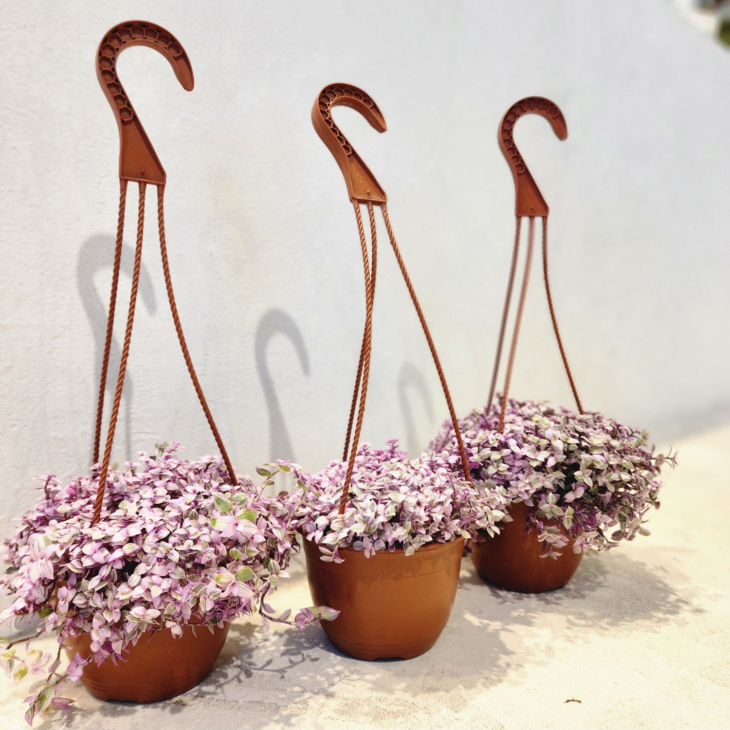 6" Callisia Pink Lady