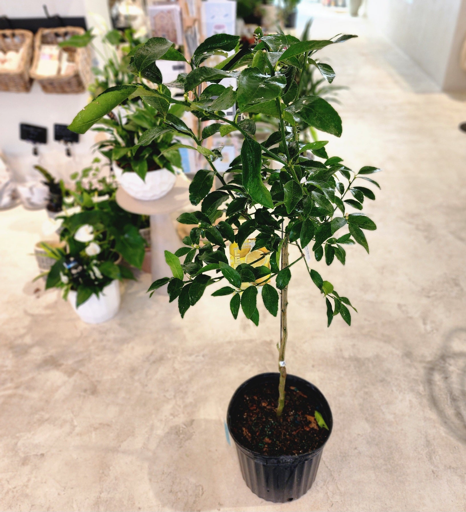 12" Citrus (Lemon) Tree