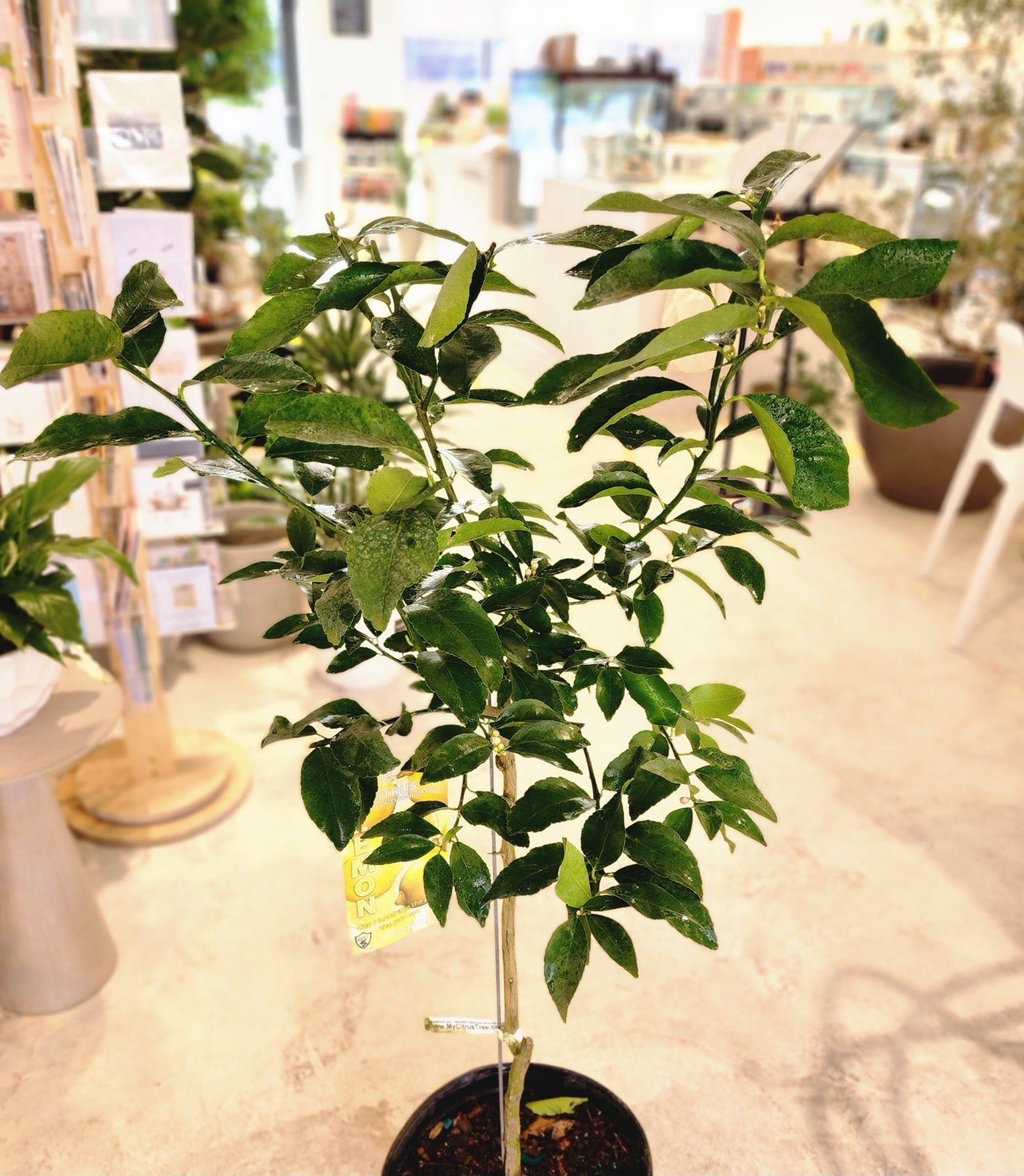 12" Citrus (Lemon) Tree