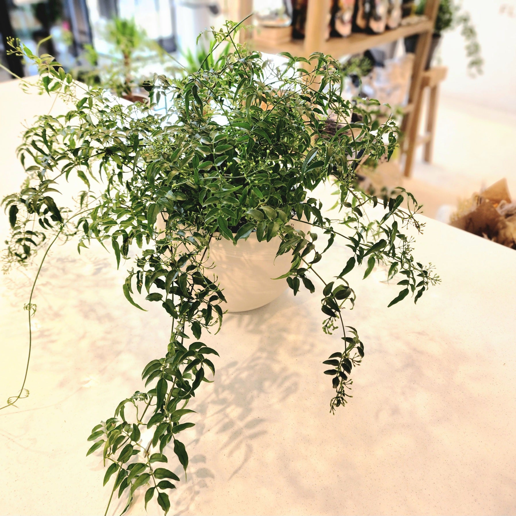 10" Jasmine Officinale plant