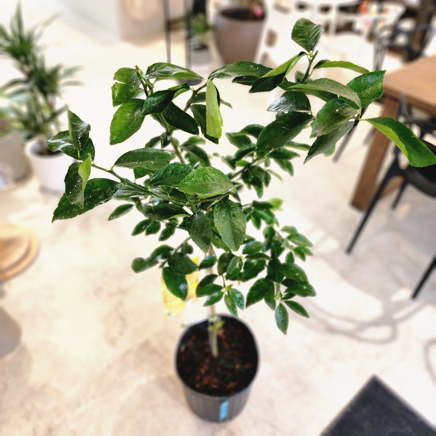 12" Citrus (Lemon) Tree