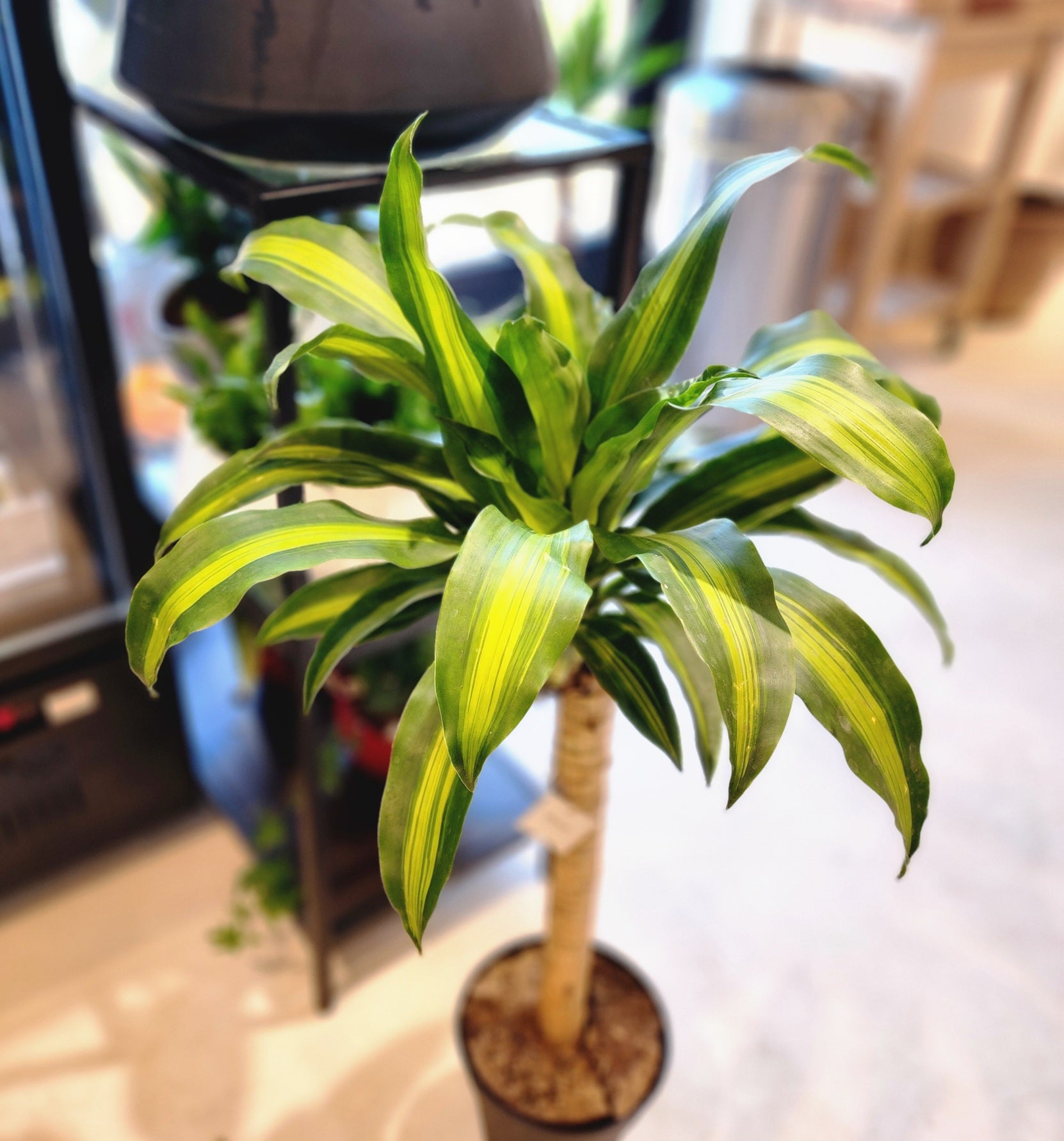 8" Dracaena Massangea