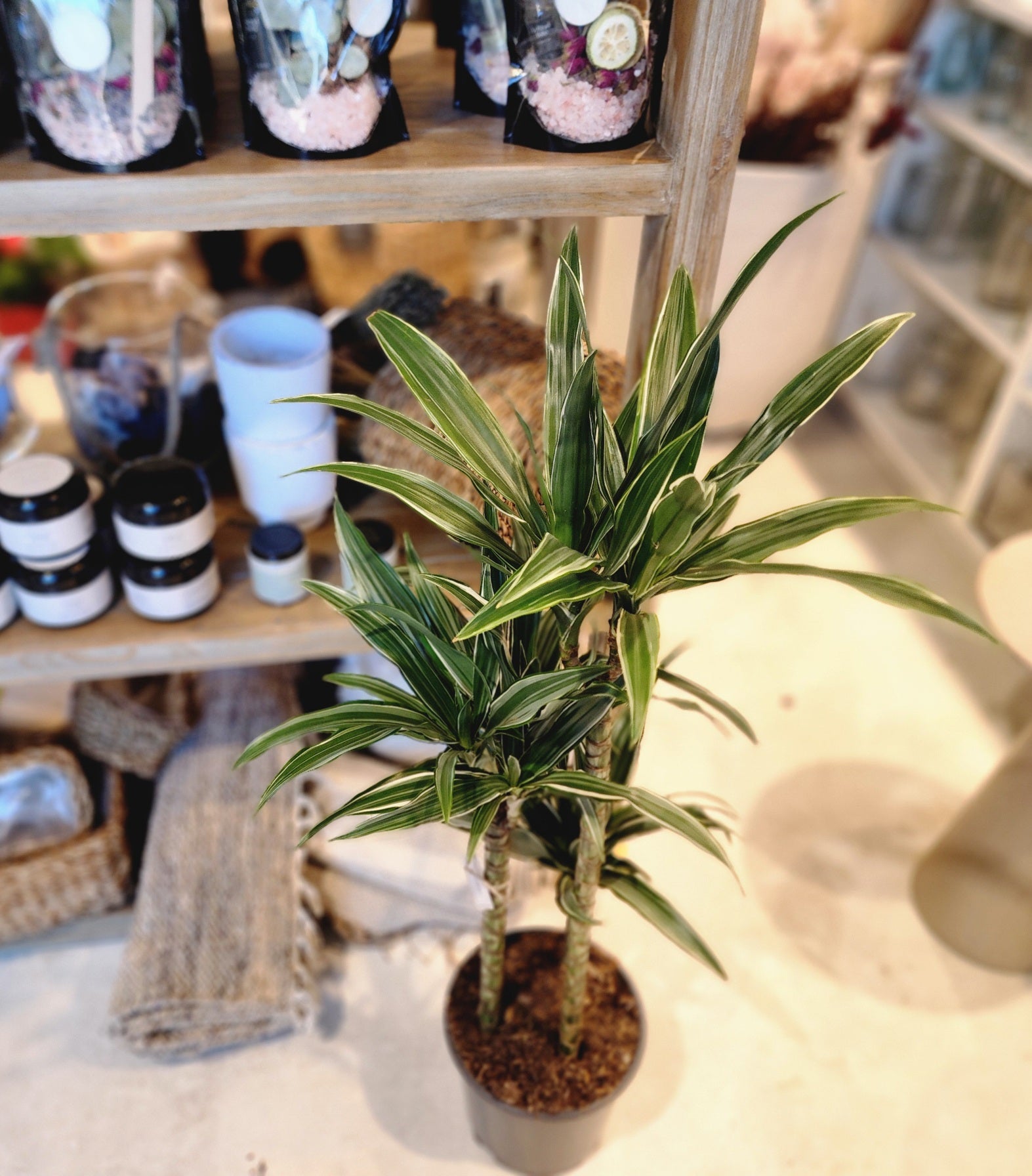 8" Dracaena reflexa