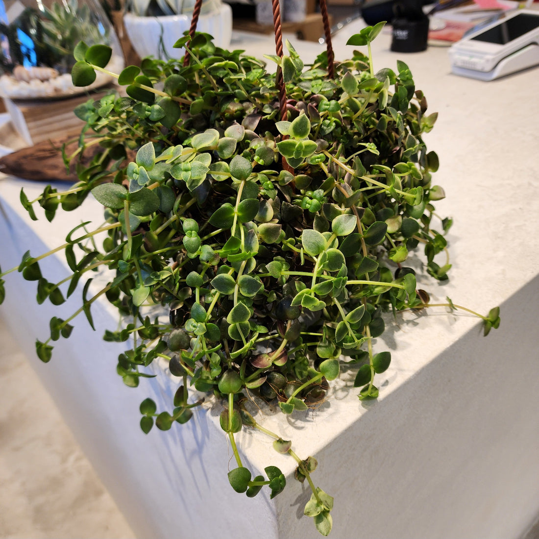 6" Crassula Callico Kitten (hanging basket)