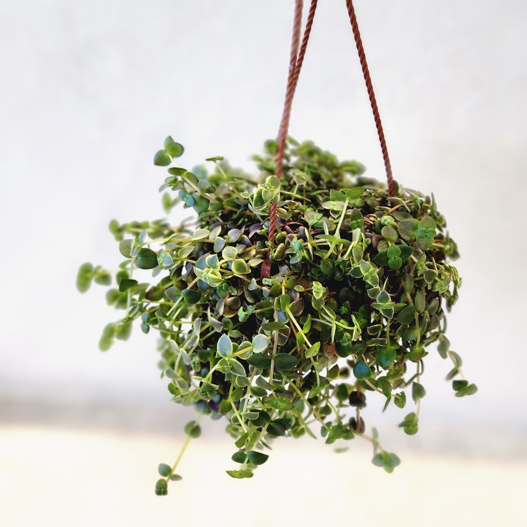 6" Crassula Callico Kitten (hanging basket)