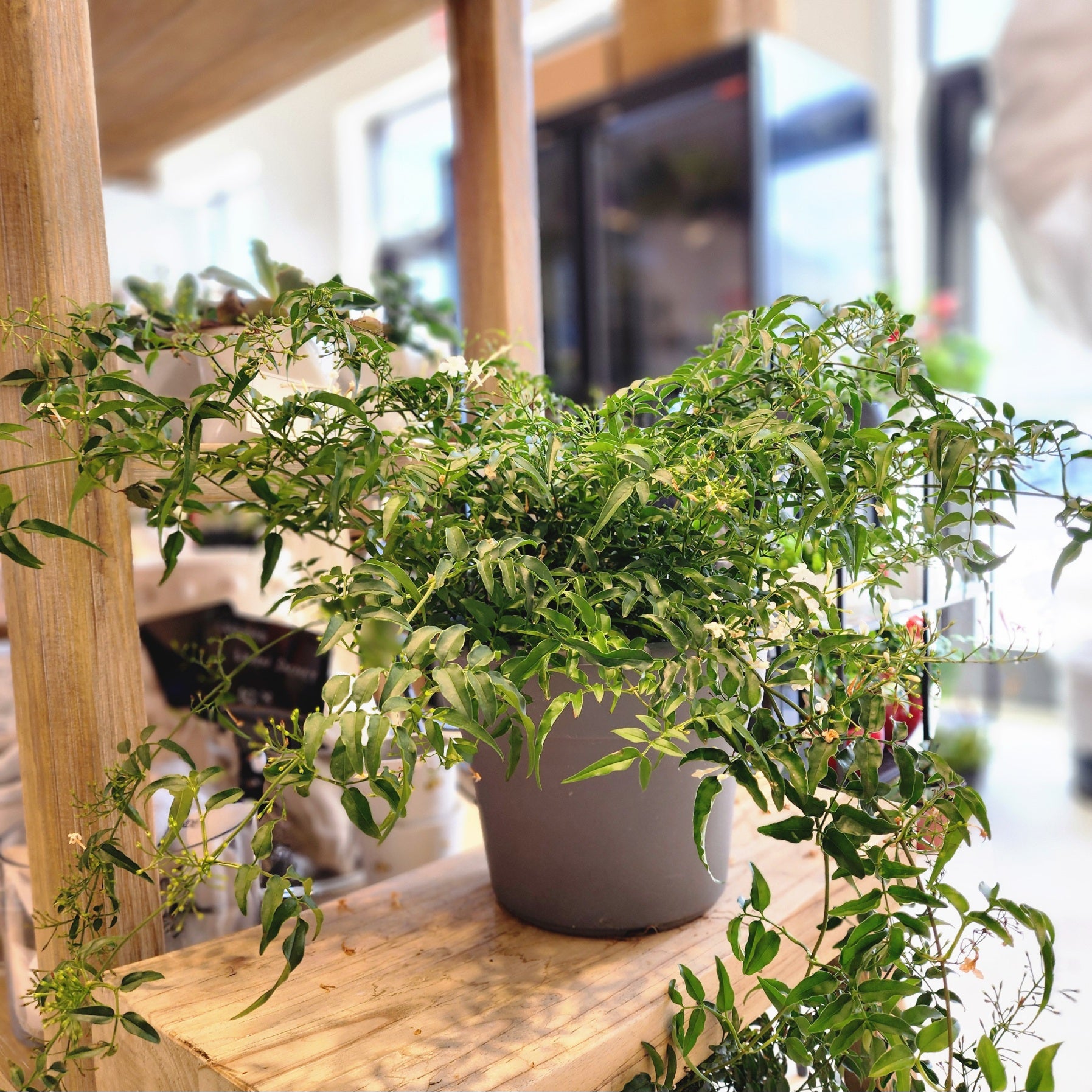 10" Jasmine Officinale plant