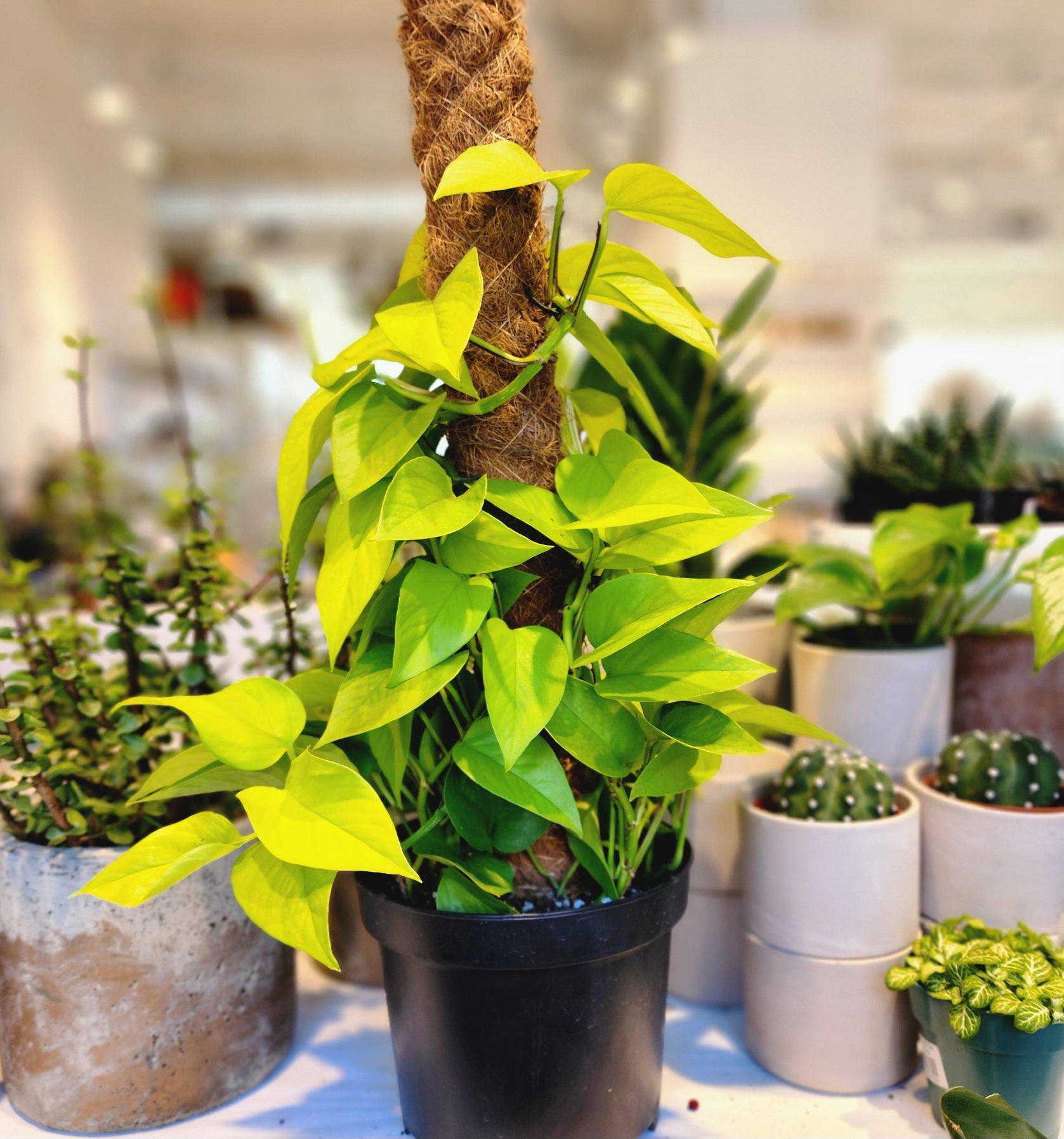 Pothos Neon Totem