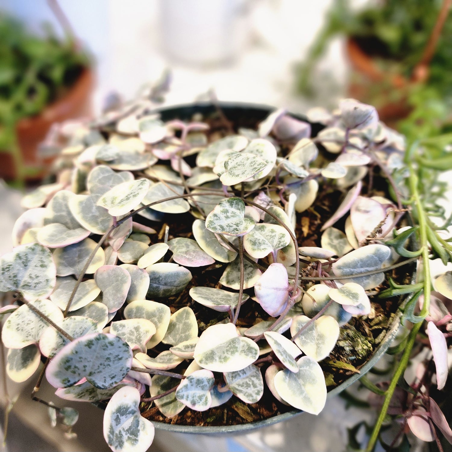 String of Hearts