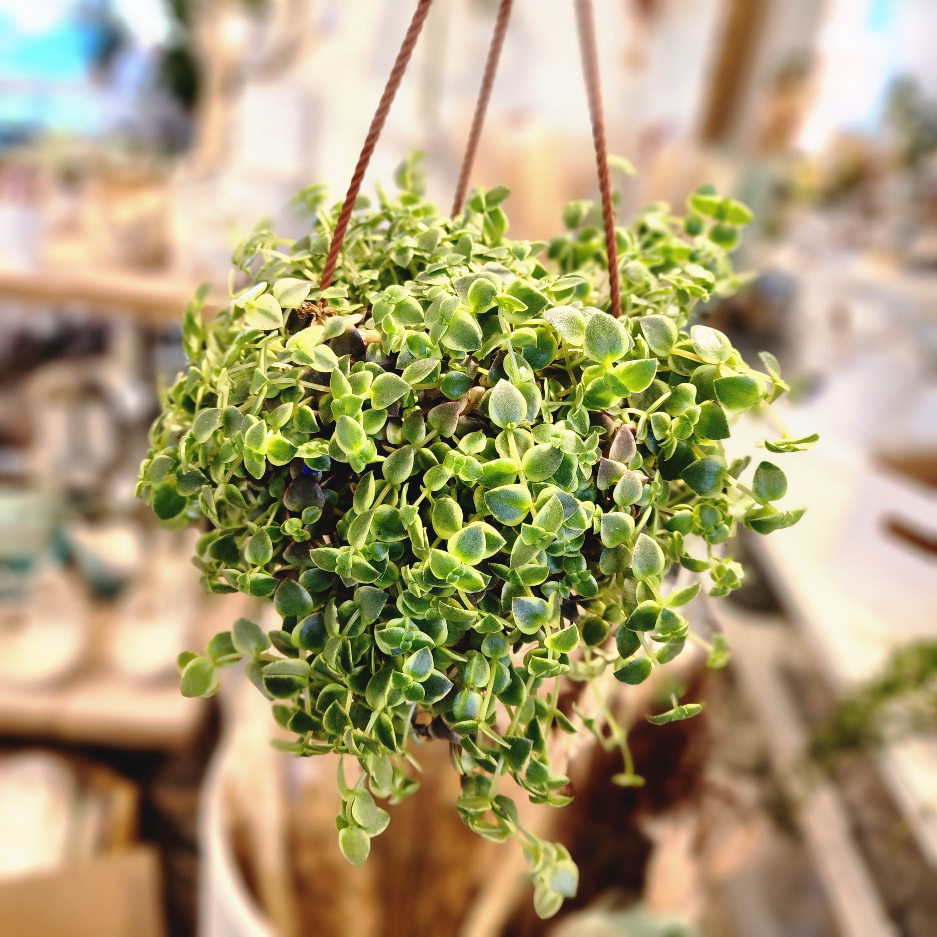 6" Crassula Callico Kitten (hanging basket)