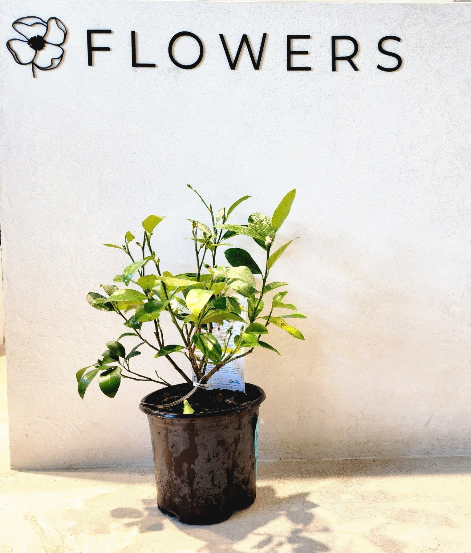 Citrus (Lemon) Tree
