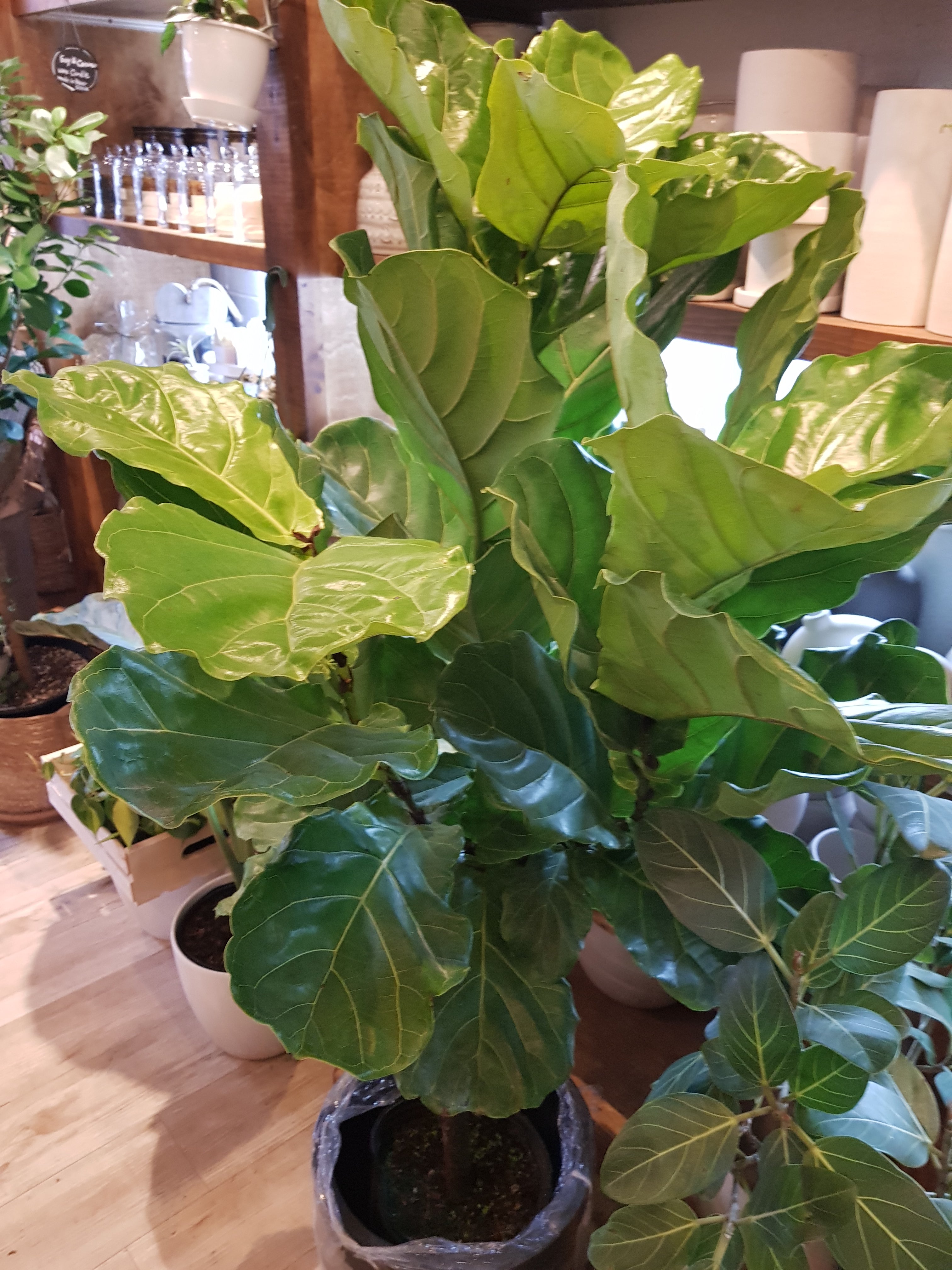 Ficus Lyrata Standard Fiddle leaf fig tree