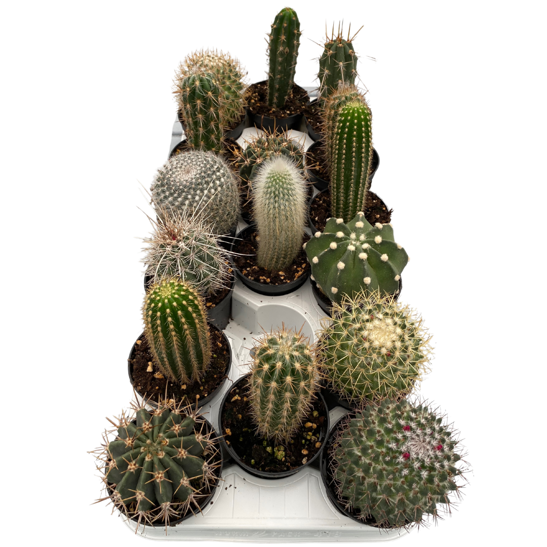 3.5" Cactus