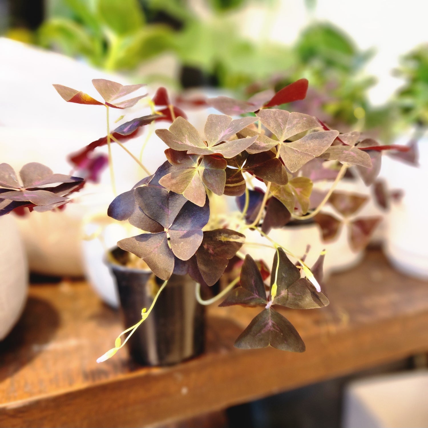 4" Oxalis Shamrock