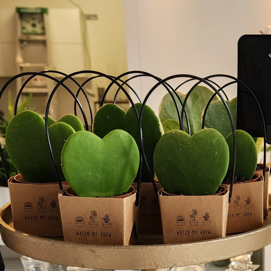 2.5" Hoya Karla Succulent Heart
