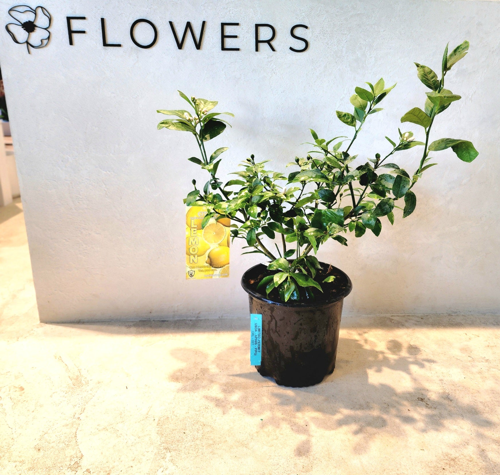 10" Citrus (Lemon) Tree