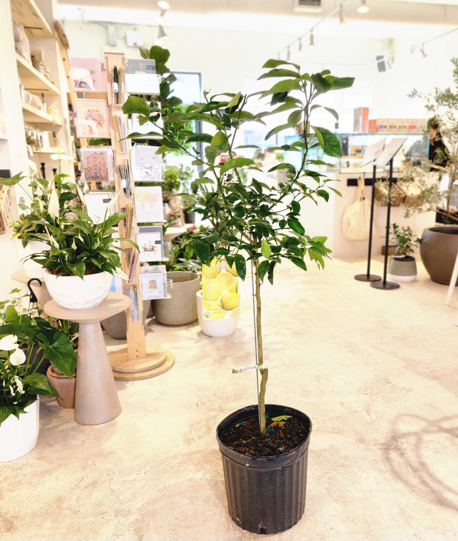 12" Citrus (Lemon) Tree