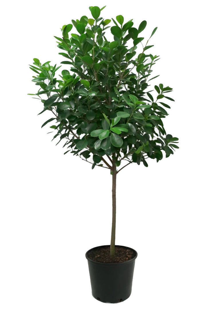 14" Ficus Moclame (Ficus microcarpa)