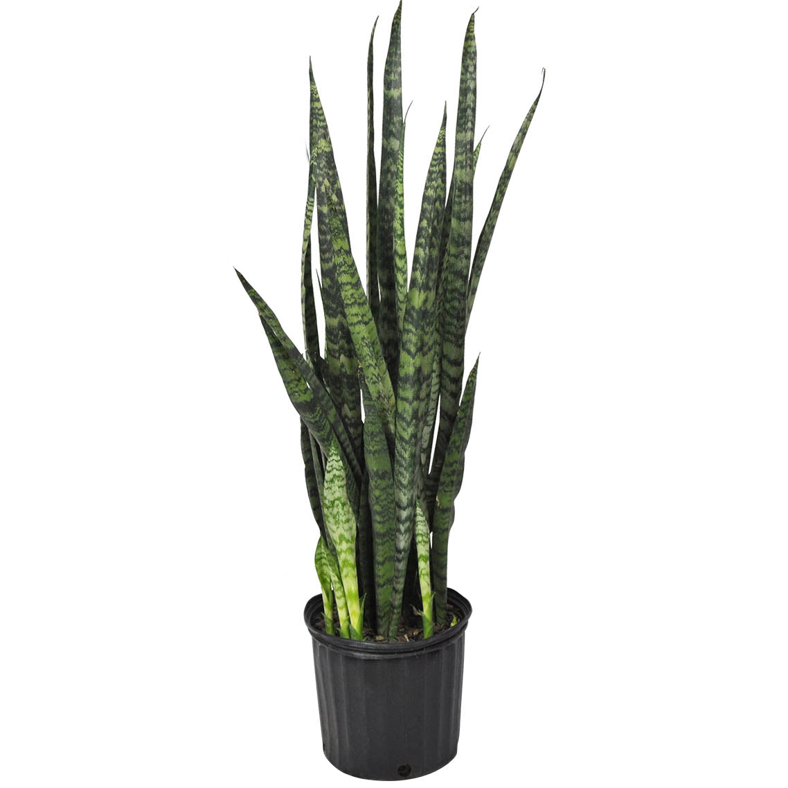 Sansevieria Zeylanica