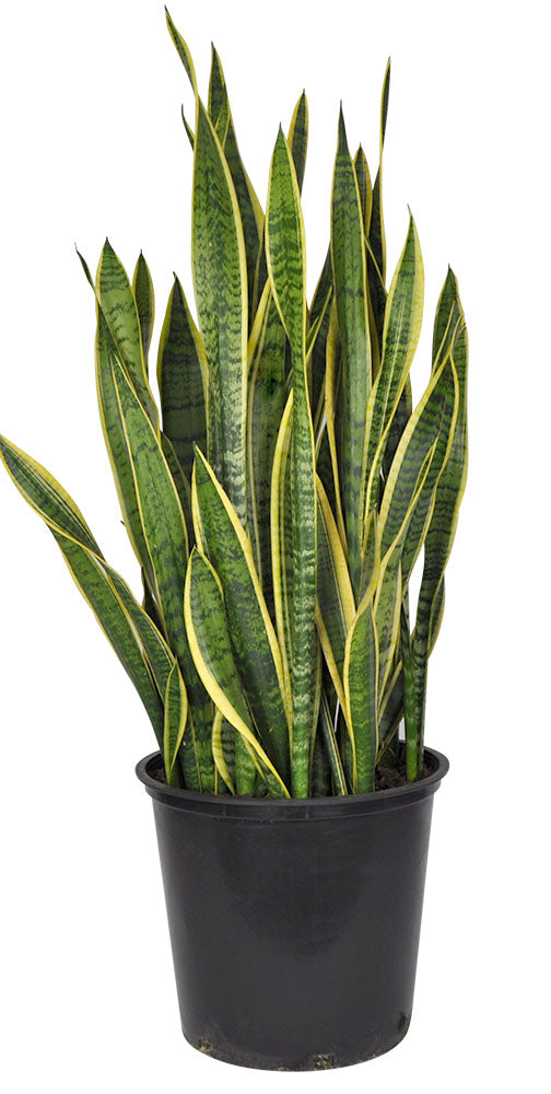sansevieria tri laurentii Sansevieria Tri Laurentii