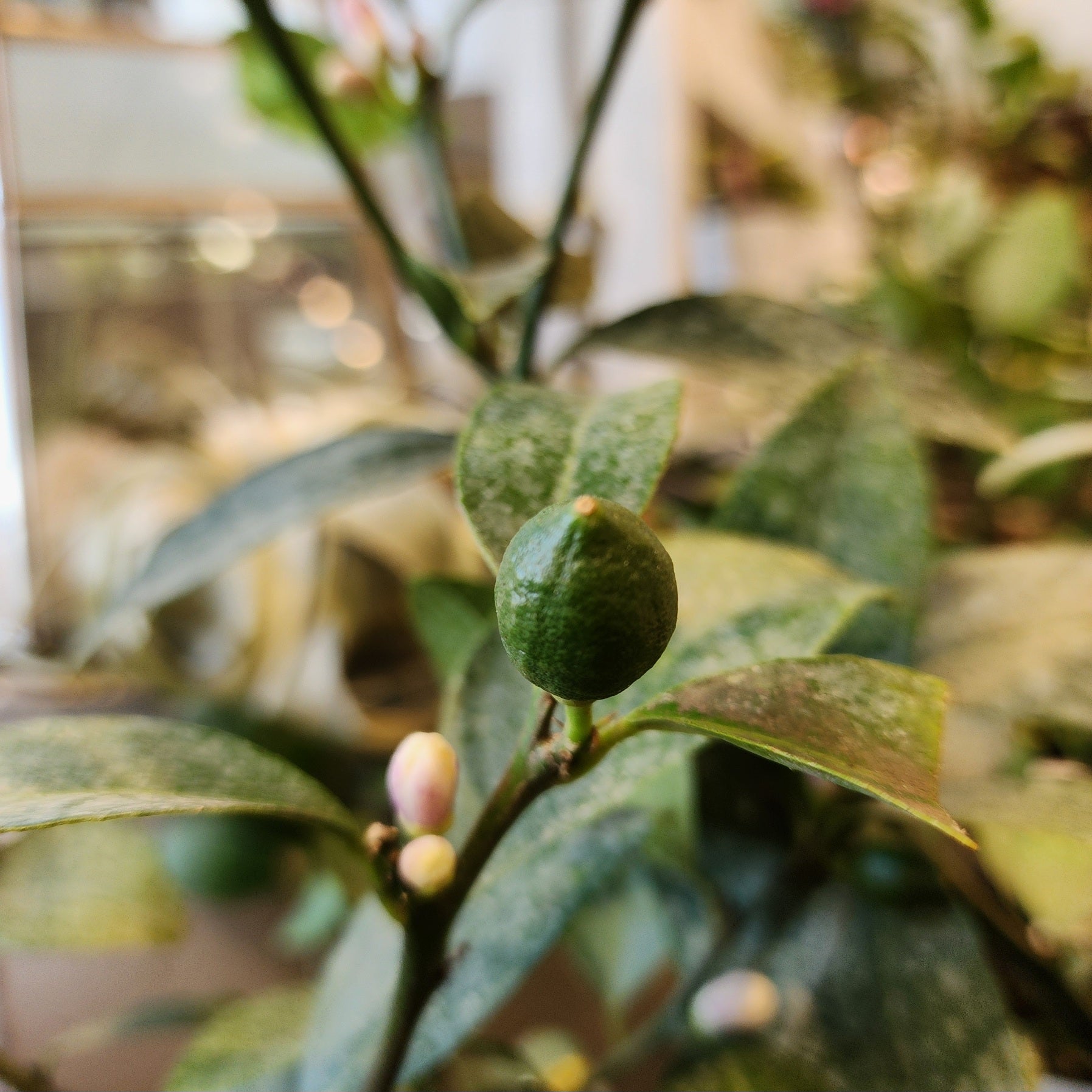 10" Citrus (Lemon) Tree