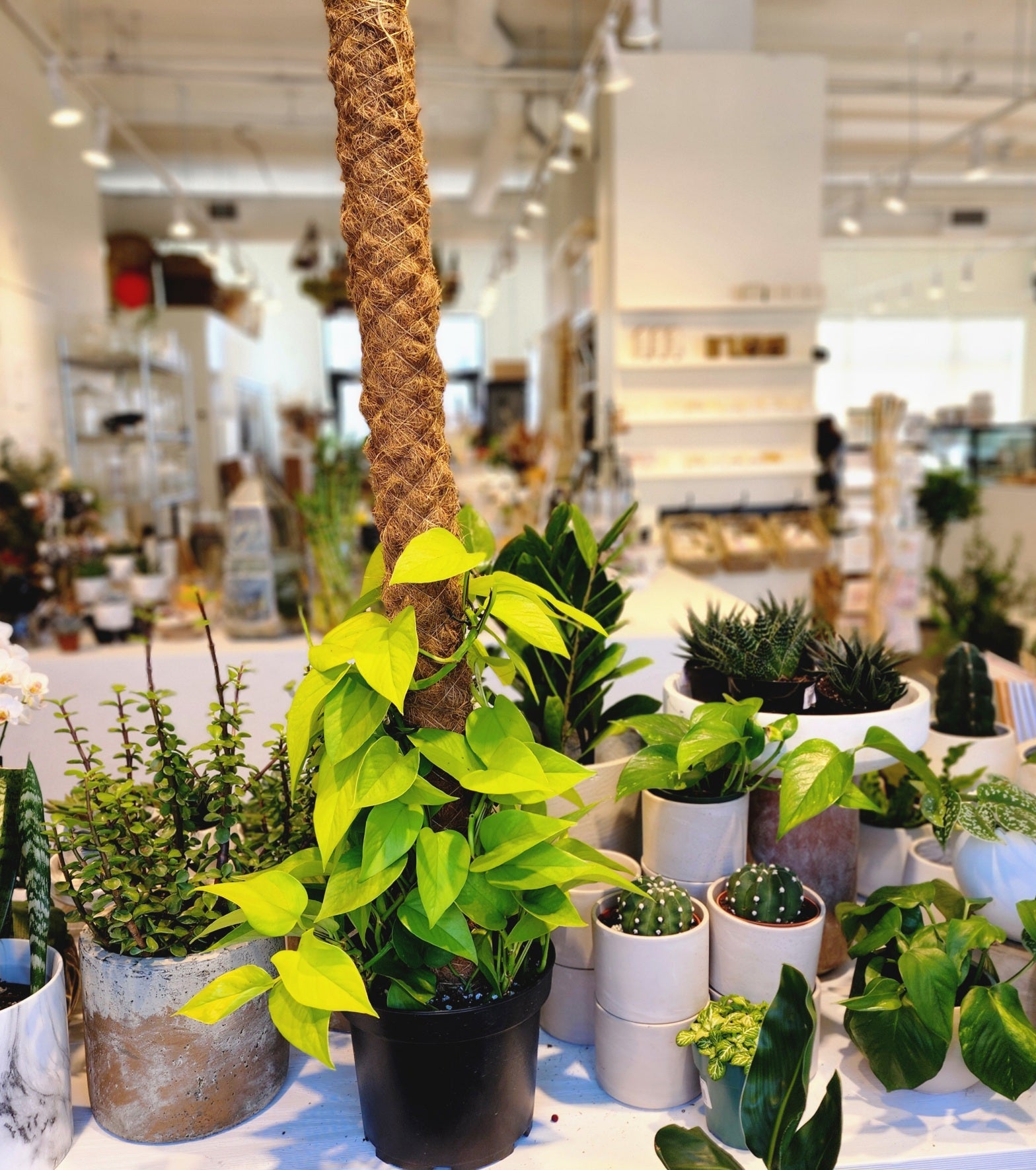 Pothos Neon Totem