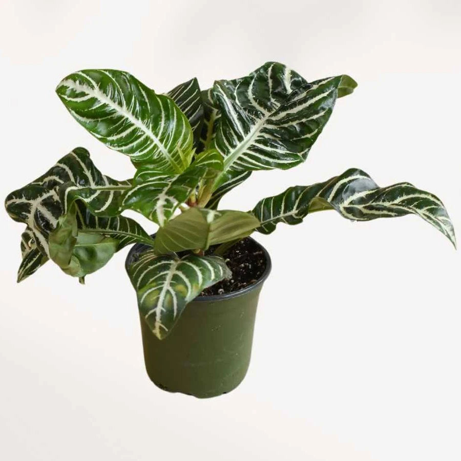 Aphelandra Zebra Plant
