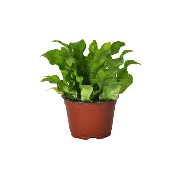 crispy air wave plant Crispy Wave Fern (Air Purifier)