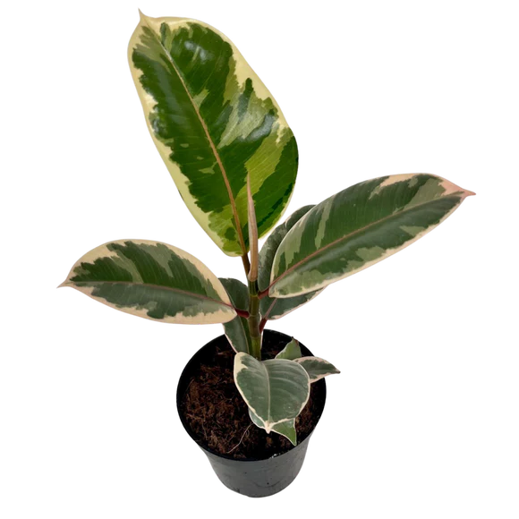 Ficus Tineke