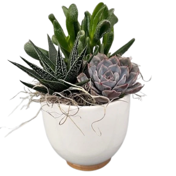 Wood base Succulent Planter 4"