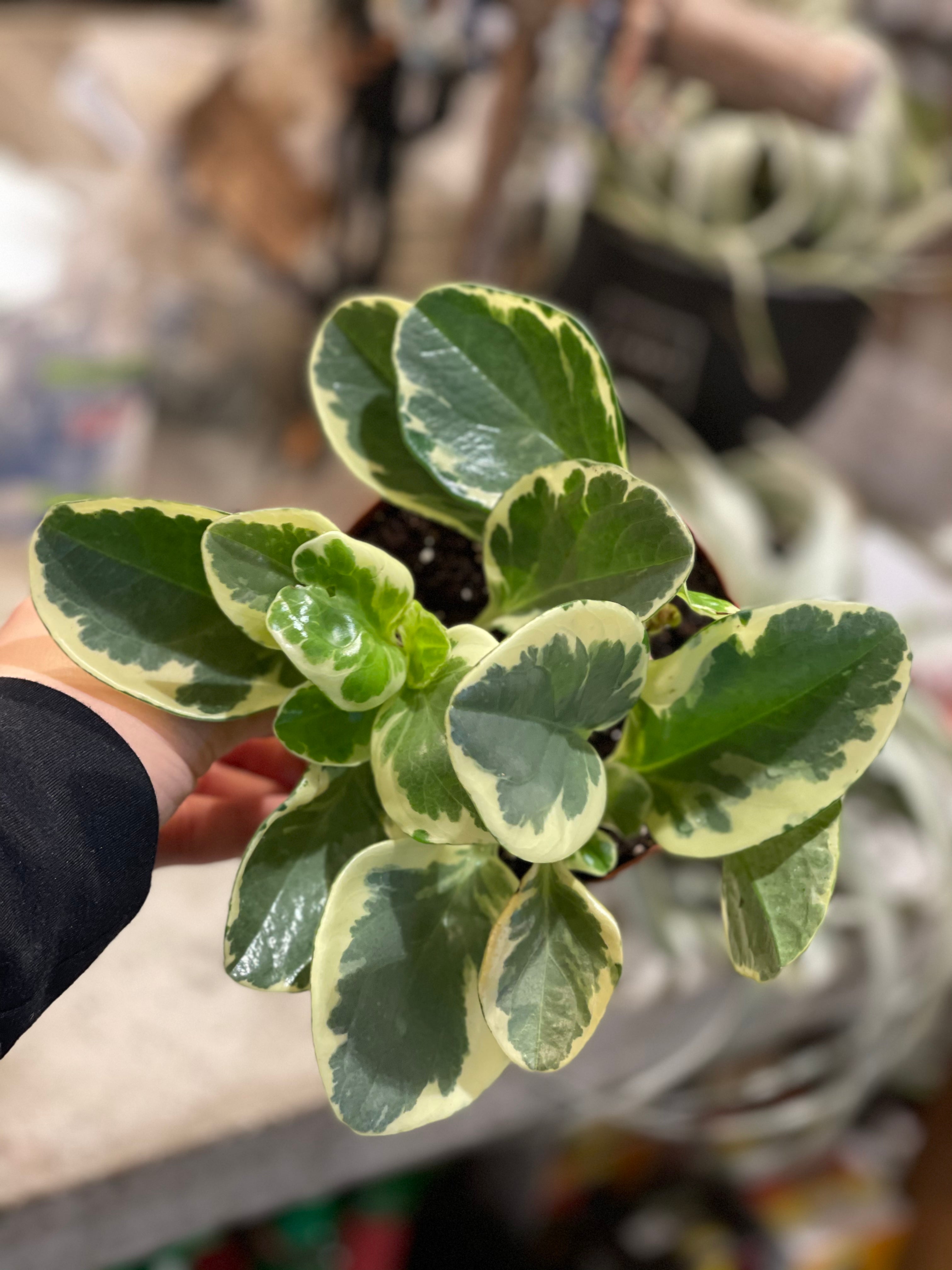 Peperomia Plants Mixed