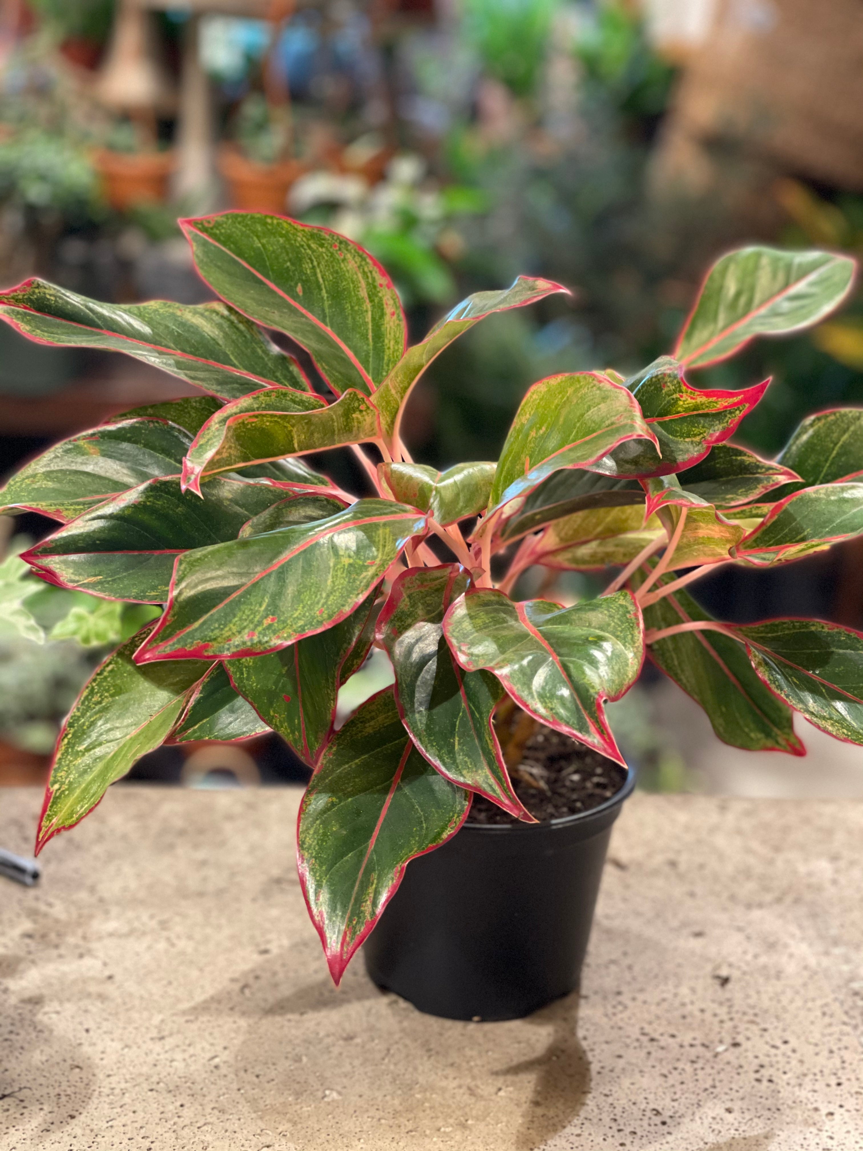 6" Red Aglaonema