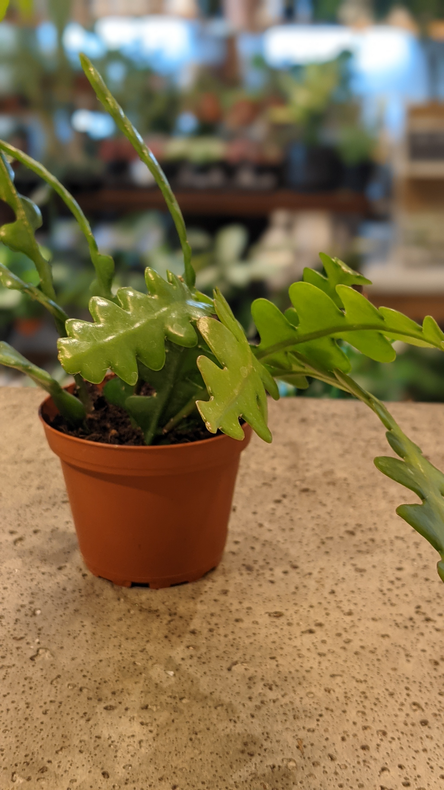 Zig Zag Cactus in 6" Hanging basket